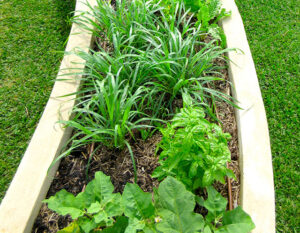 Lawns vs. Veggies in the Front Yard
