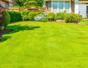 Natural Grass Lawns