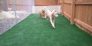 synthetic-grass-dog-runs-pet-friendly-turf