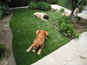 DogsArtificialTurf-1