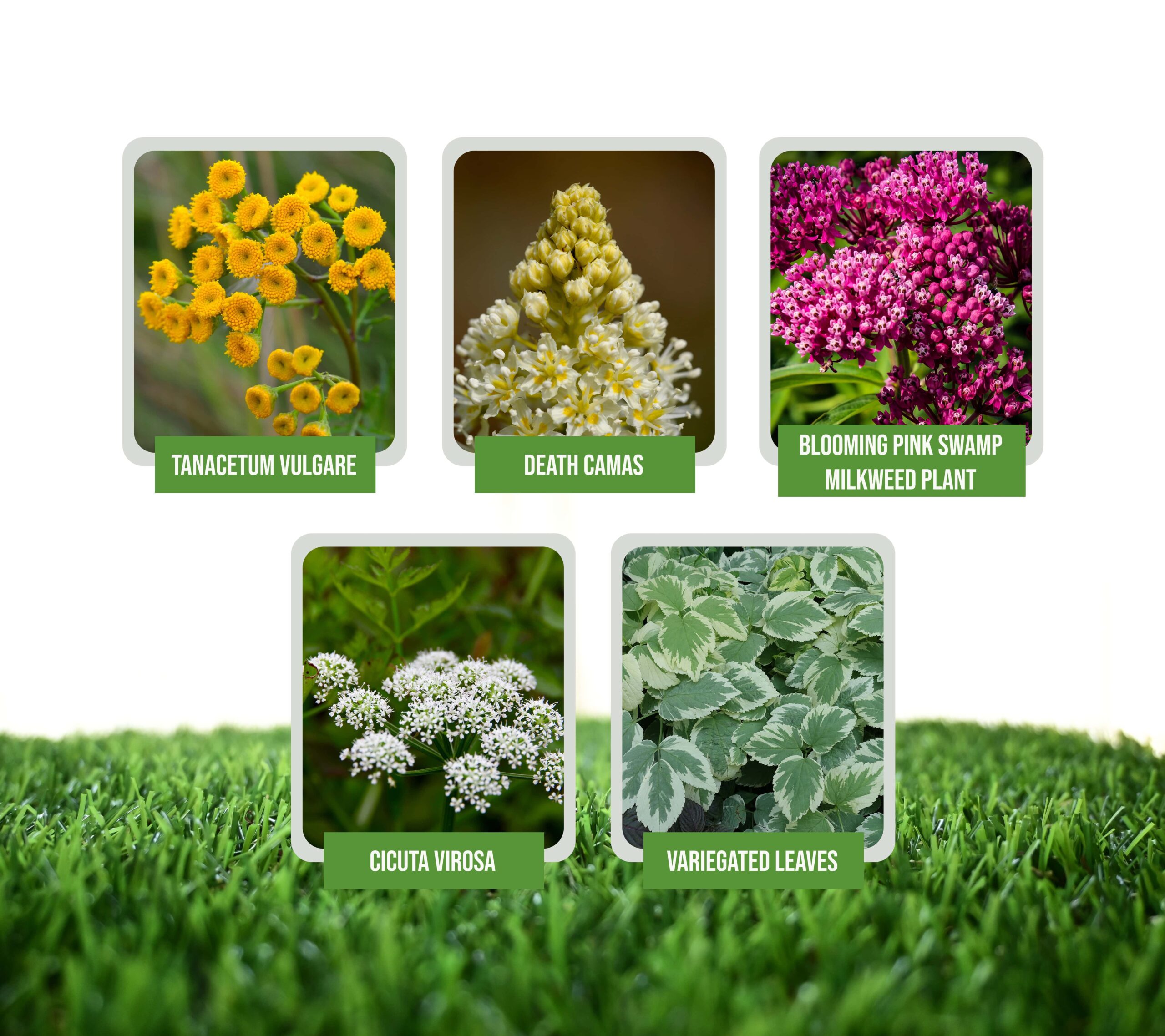 Synthetic Grass for Dogs: Weed-Free Yards in San Jose?
