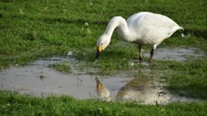 Synthetic-Turf-Keep-Water-From-Puddling