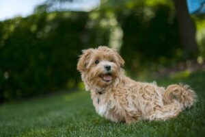 artificial-grass-for-pets