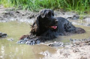 artificial-turf-keeps-dogs-from-getting-dirty