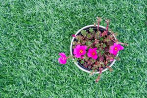 bigstock-Top-View-Small-Pink-Flower-Gro-256761376-min