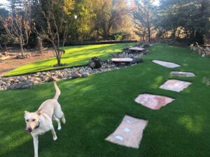 dog-on-synthetic-turf-scaled