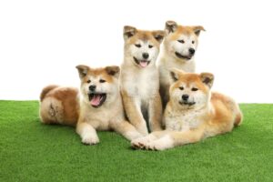 dogs-1