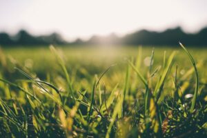 grass-allergies-solved-by-turf