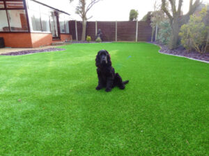 grass_service_synthetic_lawns_san_jose-1024x768-1