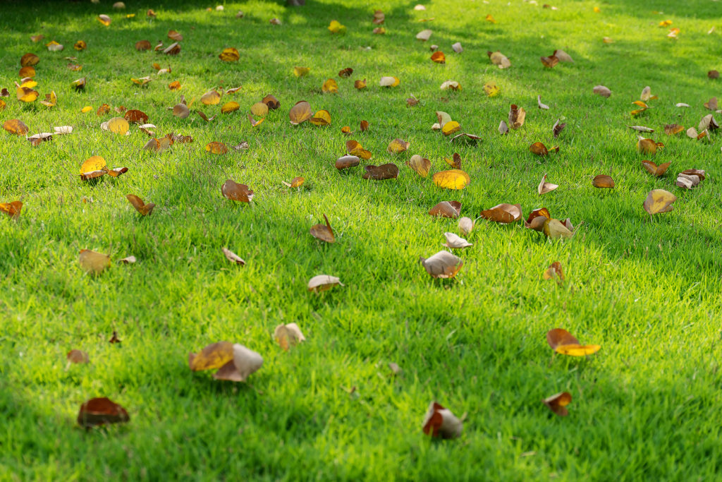 Leaves Fallen On Grass Field