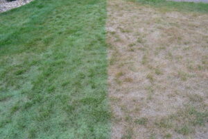 painting-lawns-green