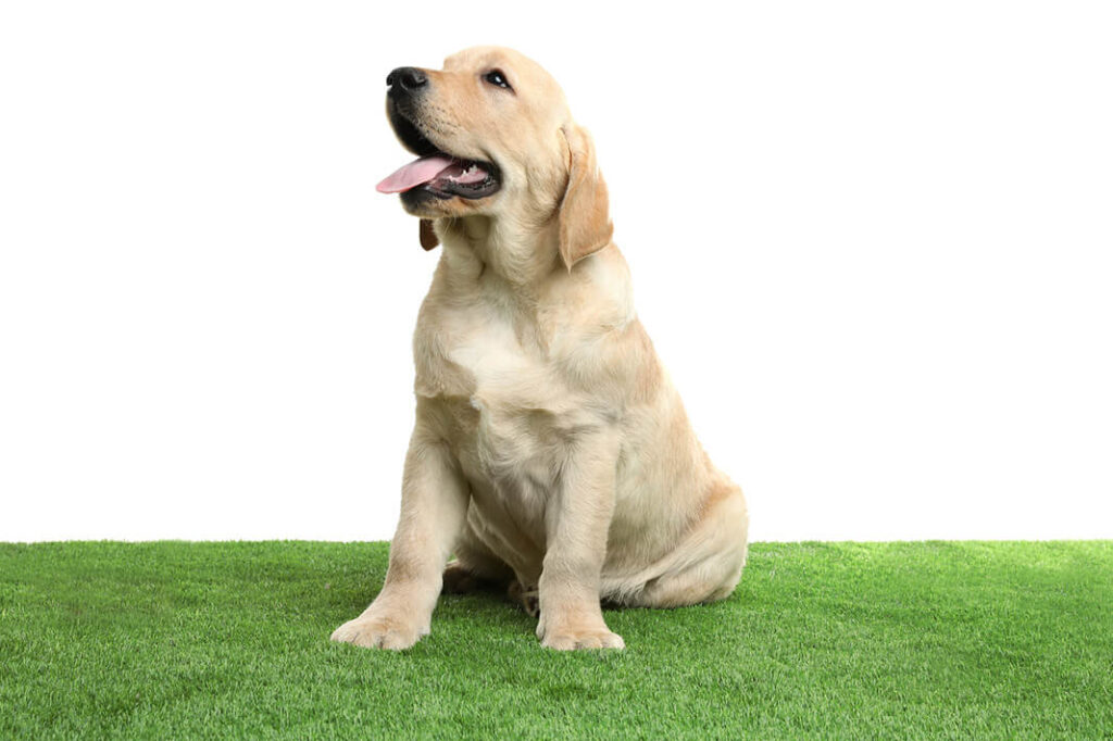 pet-friendly-synthetic-turf