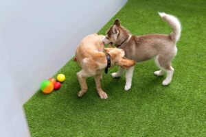 synthetic-grass-for-dogs