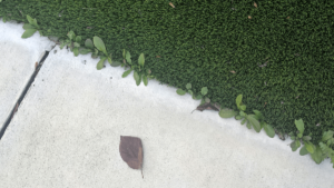 turf-and-weed