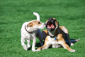 2lonedogs-1