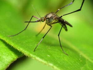 Mosquito-2-Woodland-1