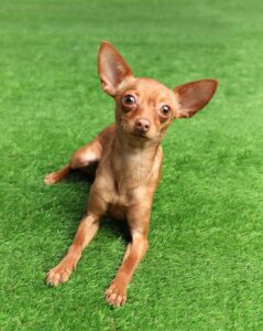 bigstock-Cute-Toy-Terrier-On-Artificial-286976941