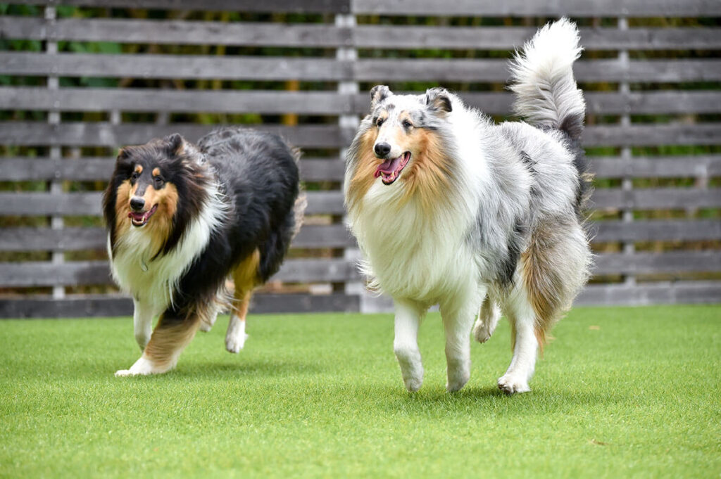 collie-dog-running-on-artificial-grass