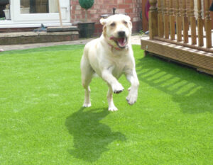 dog-friendly-pet-turf-1
