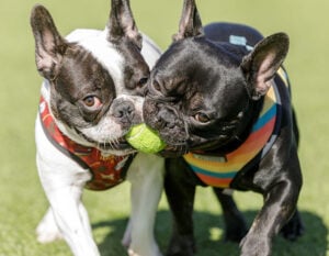 dogs-balls