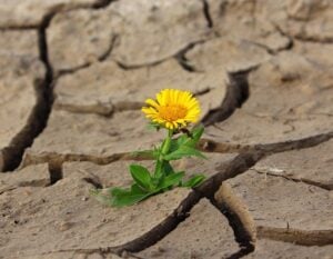 landscape-options-for-drought