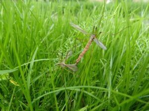 mosquitoes