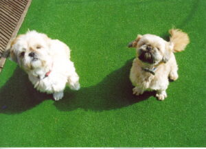 pet-friendly-artificial-turf-grass-1