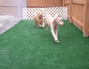 synthetic-grass-dog-runs-pet-friendly-turf-900x450