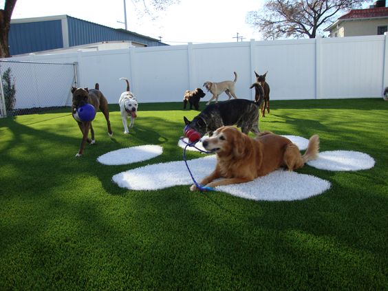 synthetic-grass-pet-facilities