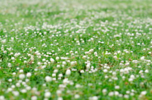 weed-control-actual-grass-1