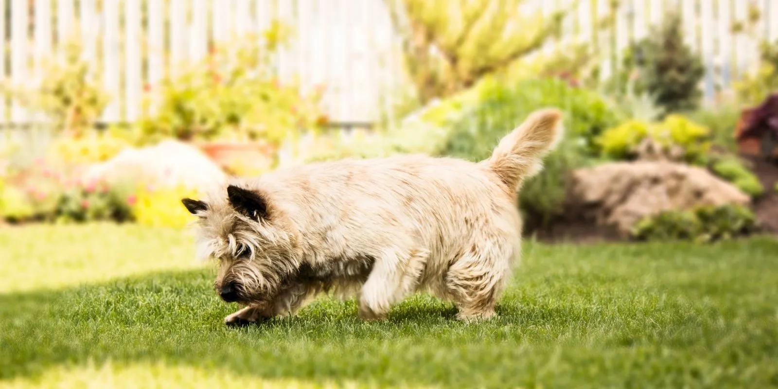 Dog exploring artificial turf