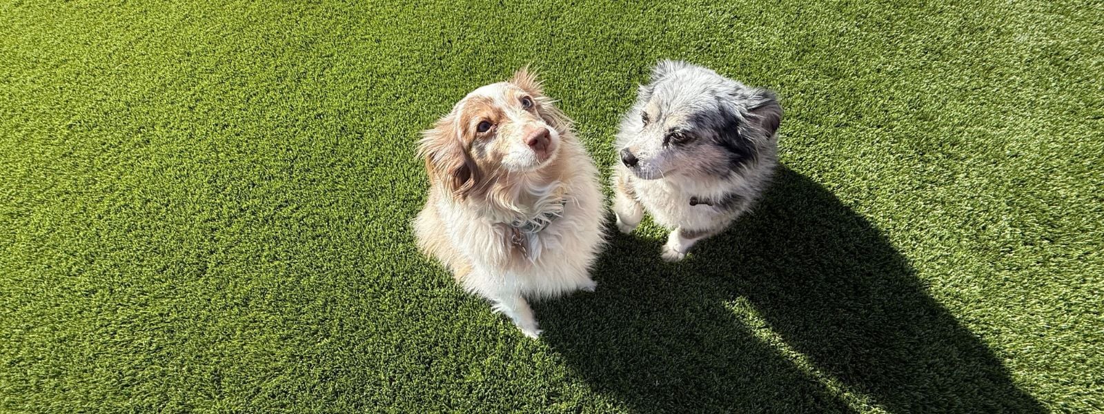 Two small dogs sitting on lush green artificial grass, showcasing pet-friendly and durable turf for backyards. Two dogs sitting on vibrant green artificial turf